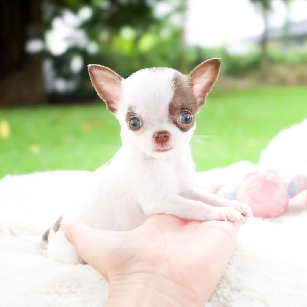 Reinrassige Chihuahua-Welpen