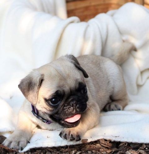 Mops-Welpen abzugeben!