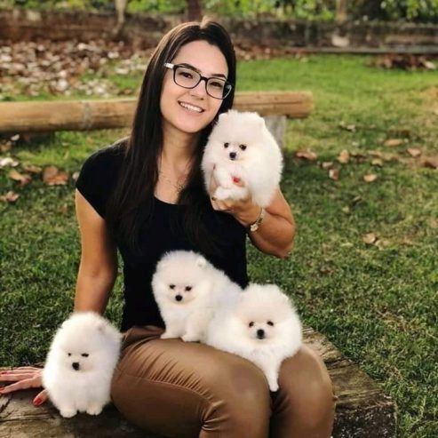 Zwei bezaubernde Pomeranian-Welpen