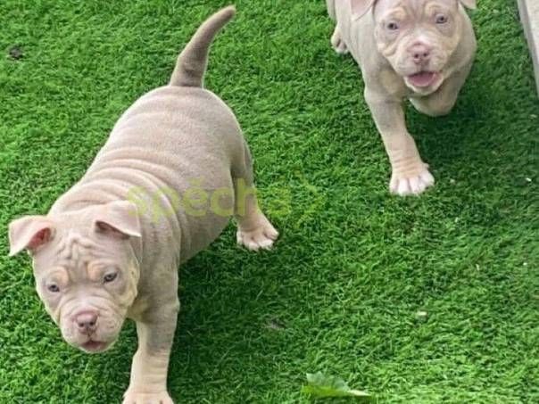 Schöne American Pitbull Blueline welpen