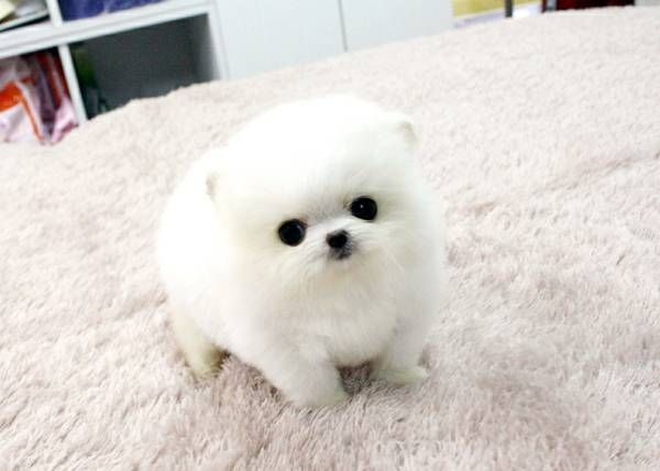 Reinweiße Pomeranian-Welpen abzugeben!