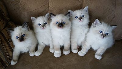Hochwertige Ragdoll-Kätzchen suchen ein neues Zuhause