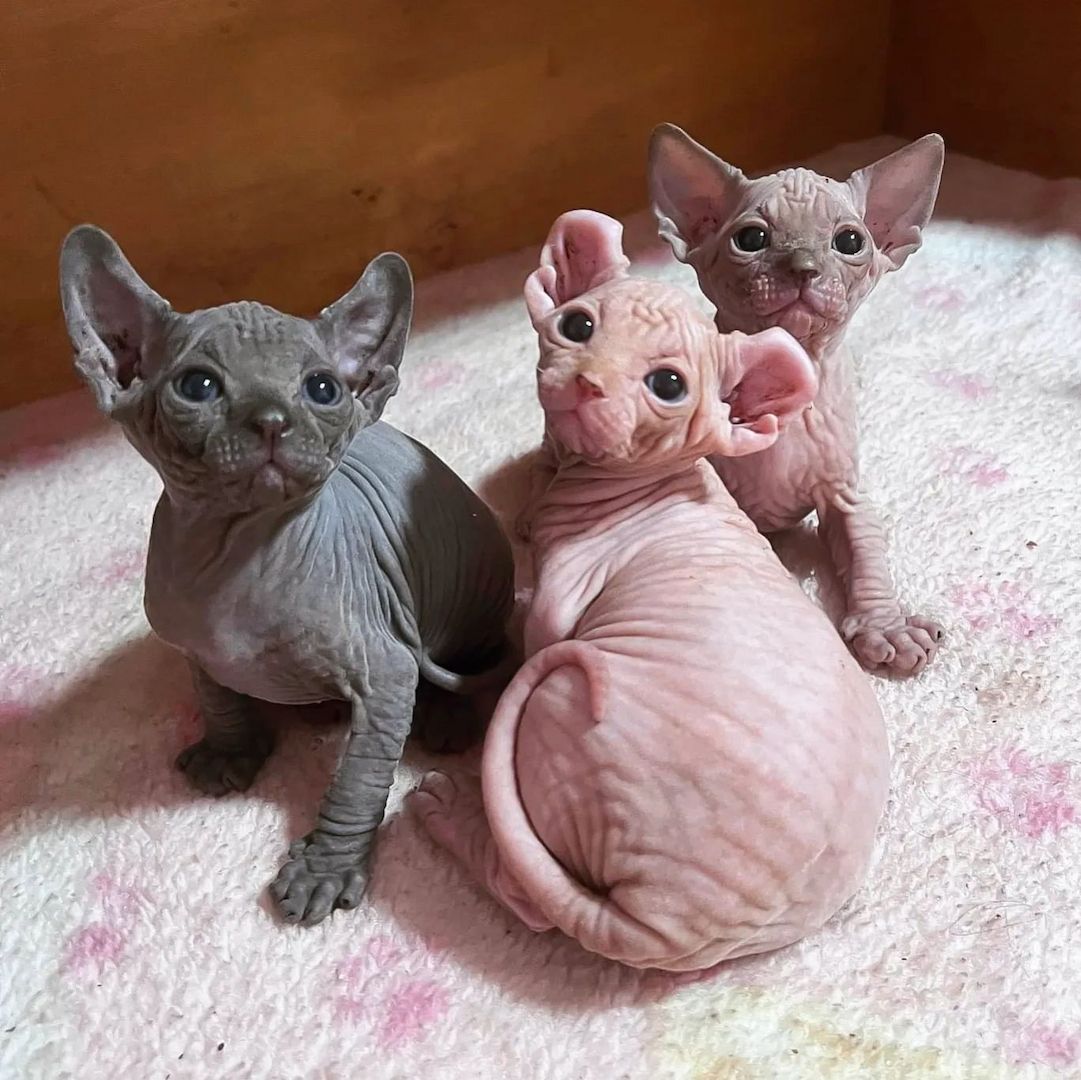 Wunderschöne Sphynx-Kätzchen