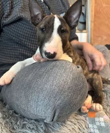 Miniature Bull Terrier Welpen mit FCI-Papieren warten darauf, Ihre Familie glücklicher zu machen.