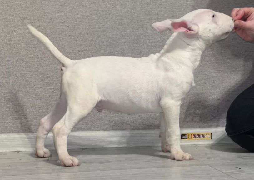 Miniature Bull Terrier Welpen mit FCI-Papieren warten darauf, Ihre Familie glücklicher zu machen.