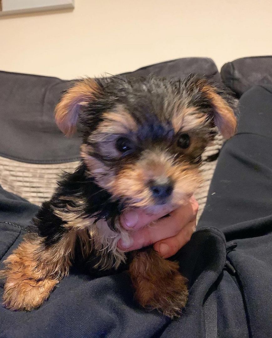 Bezaubernde Yorkshire-Terrier-Welpen suchen ein liebevolles Zuhause