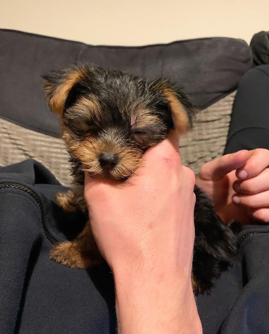 Bezaubernde Yorkshire-Terrier-Welpen suchen ein liebevolles Zuhause