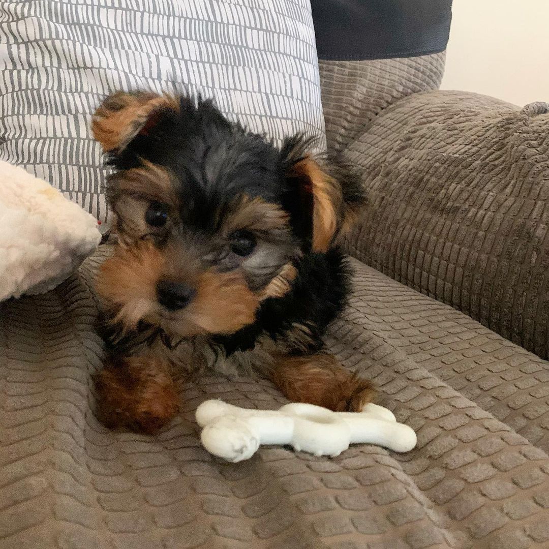 Bezaubernde Yorkshire-Terrier-Welpen suchen ein liebevolles Zuhause