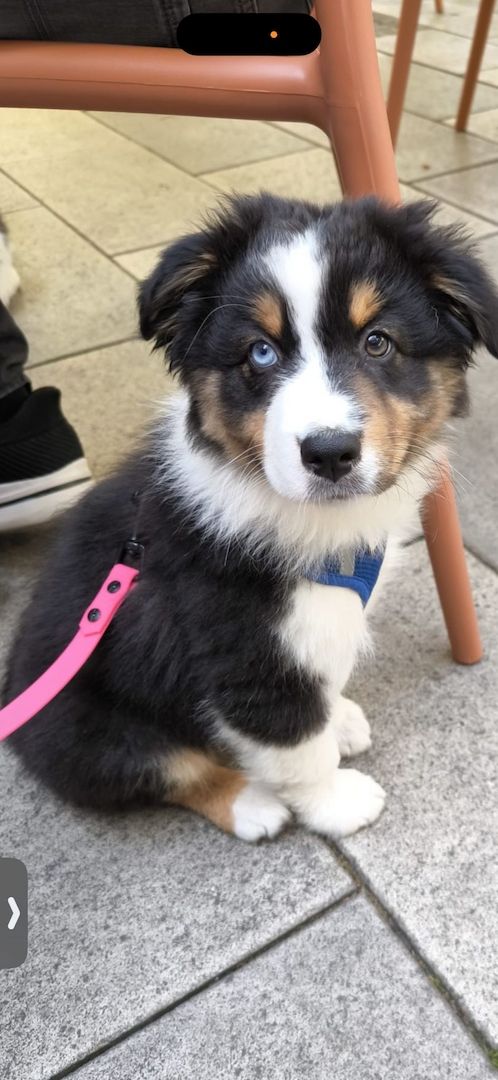 10 Supersüsse Australian Shepherd Welpen suchen zum 29.05.2026 ihr Für-immer-Zuhause