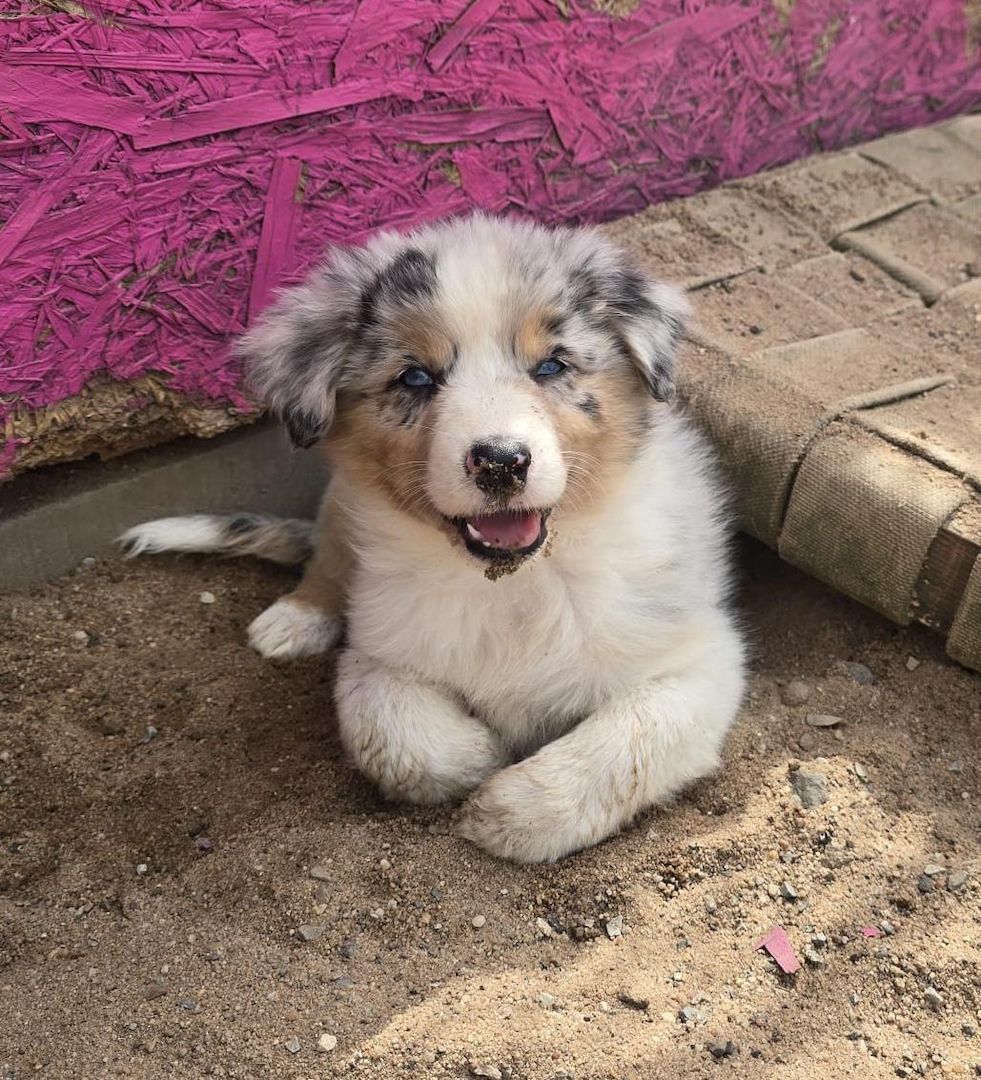 10 Supersüsse Australian Shepherd Welpen suchen zum 29.05.2026 ihr Für-immer-Zuhause