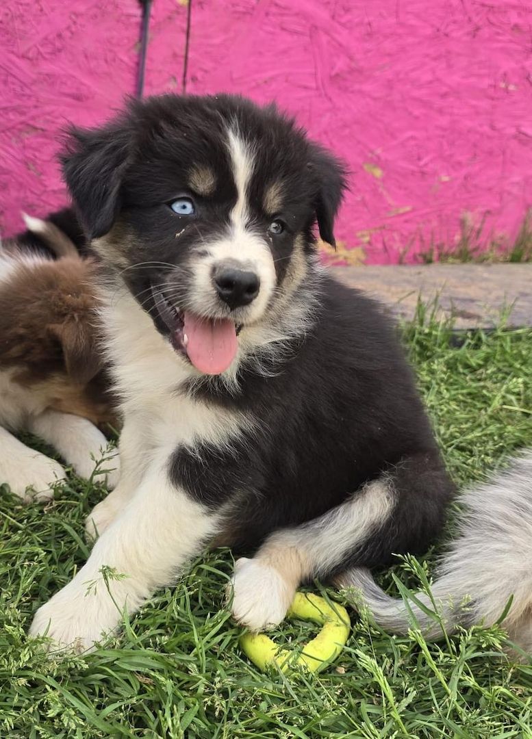 10 Supersüsse Australian Shepherd Welpen suchen zum 29.05.2026 ihr Für-immer-Zuhause