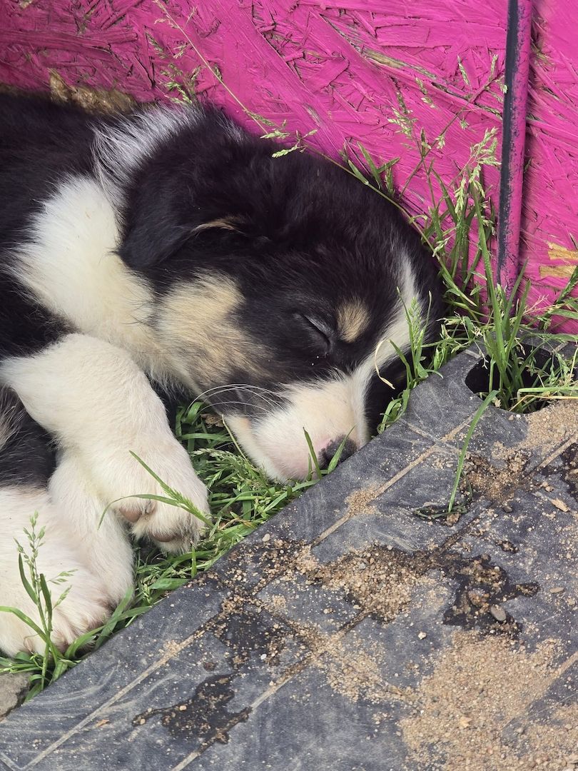 10 Supersüsse Australian Shepherd Welpen suchen zum 29.05.2026 ihr Für-immer-Zuhause