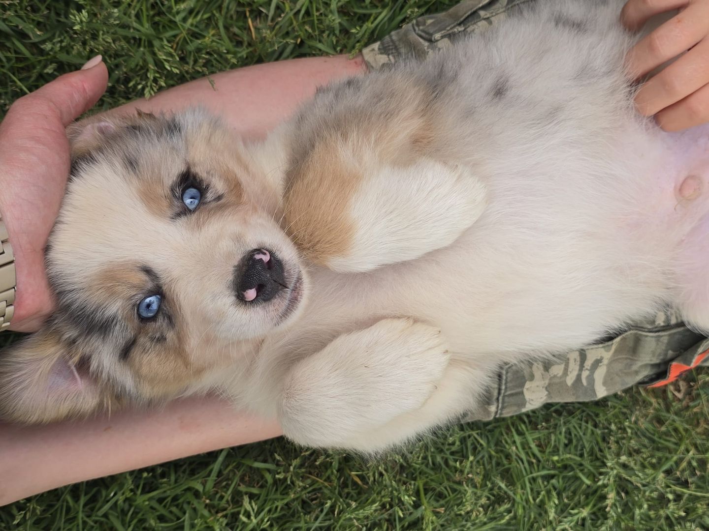 10 Supersüsse Australian Shepherd Welpen suchen zum 29.05.2026 ihr Für-immer-Zuhause