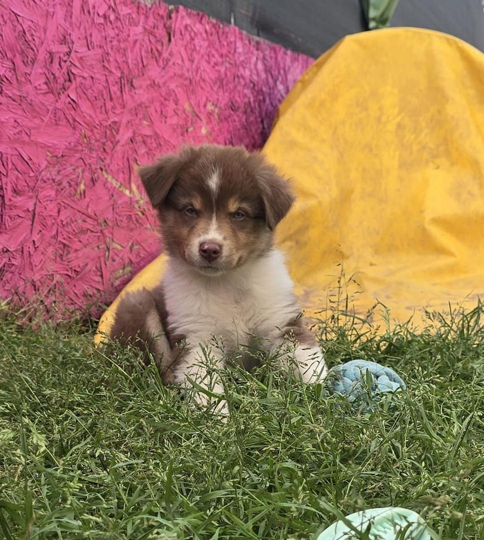 10 Supersüsse Australian Shepherd Welpen suchen zum 29.05.2026 ihr Für-immer-Zuhause