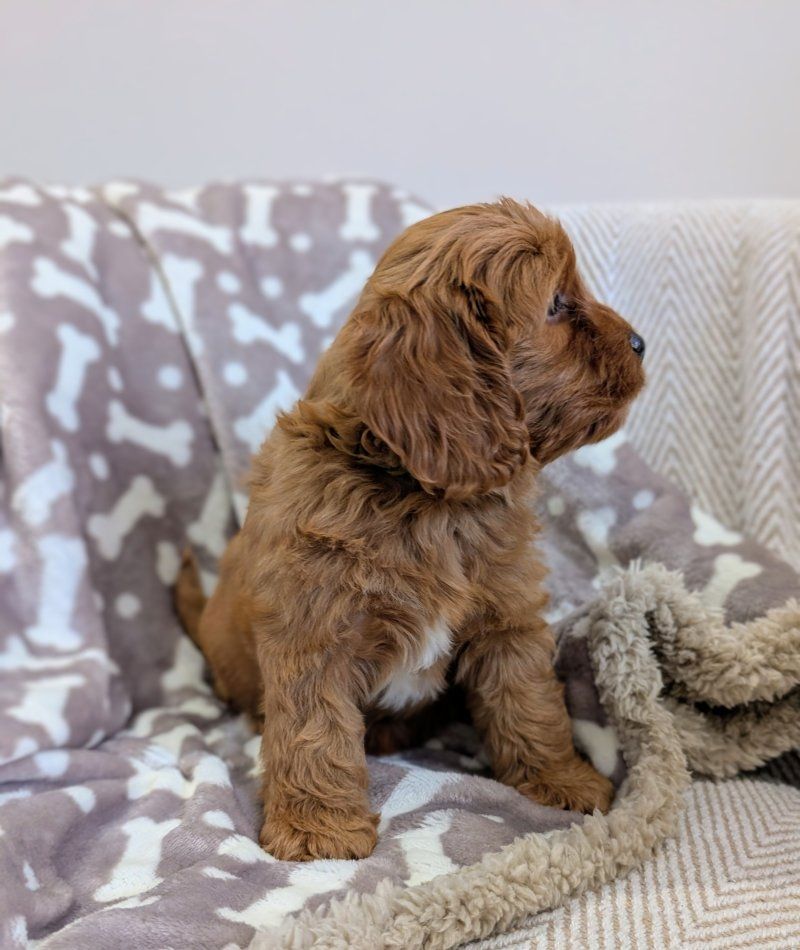 Cavapoo-Welpen zu verkaufen