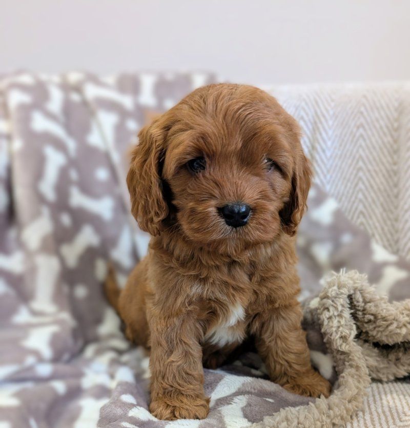 Cavapoo-Welpen zu verkaufen