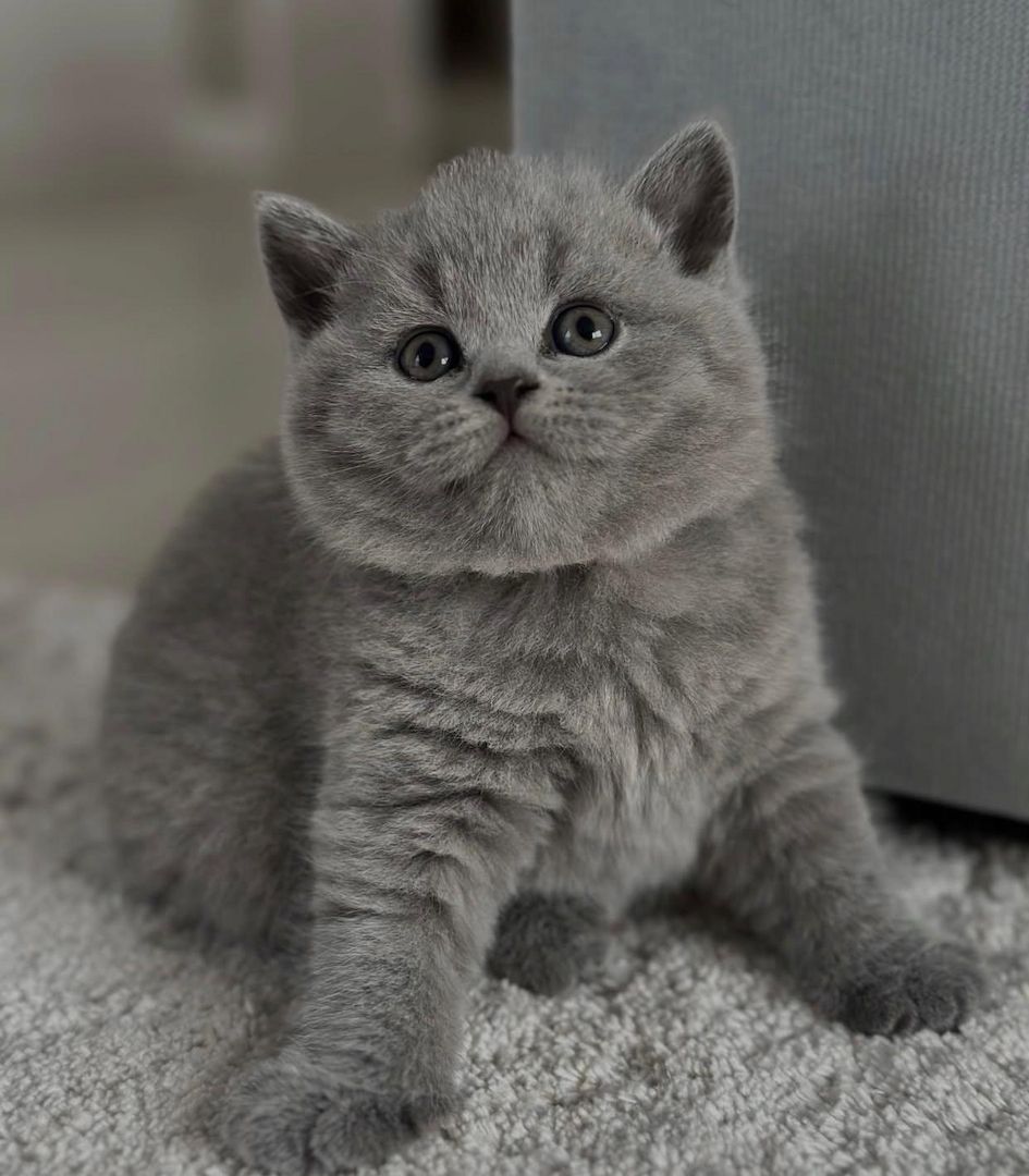 Reinrassige Britisch Kurzhaar-Katzen zur Adoption