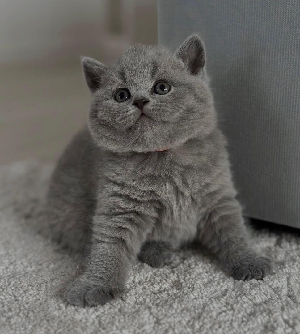 Reinrassige Britisch Kurzhaar-Katzen zur Adoption