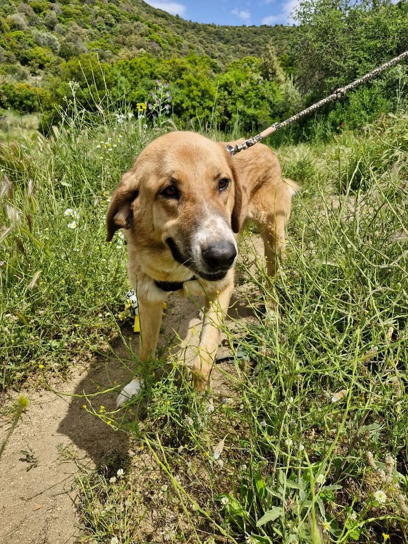 Bibi