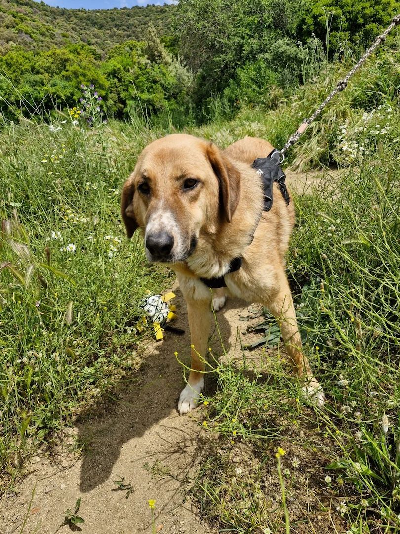 Bibi