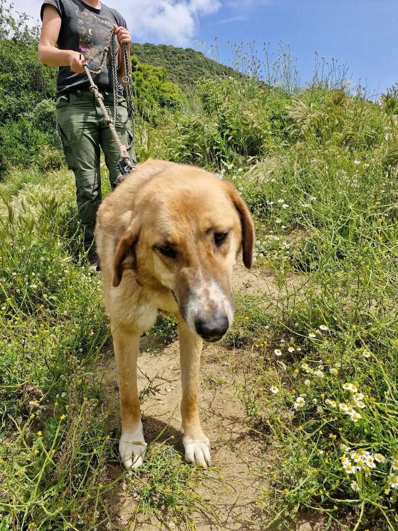 Bibi