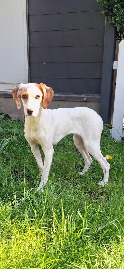Cloe (Schon auf Pflegestelle in Deutschland :)