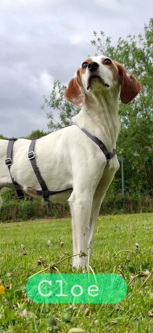 Cloe (Schon auf Pflegestelle in Deutschland :)