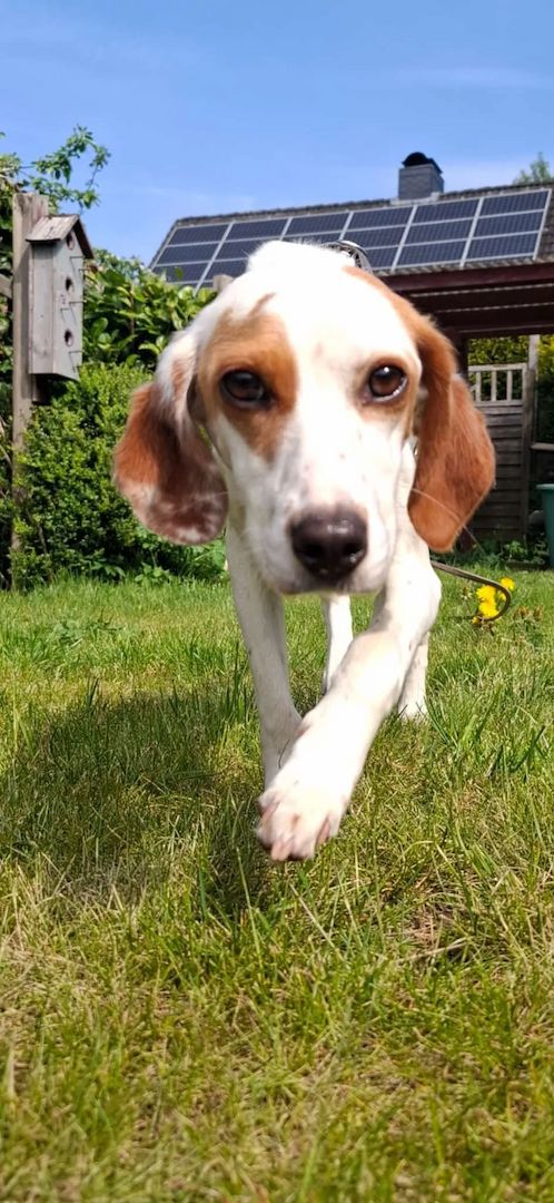 Cloe (Schon auf Pflegestelle in Deutschland :)