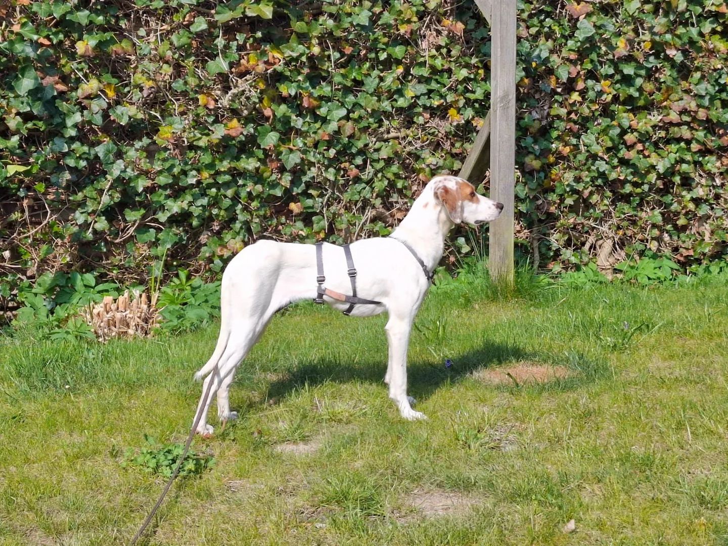 Cloe (Schon auf Pflegestelle in Deutschland :)