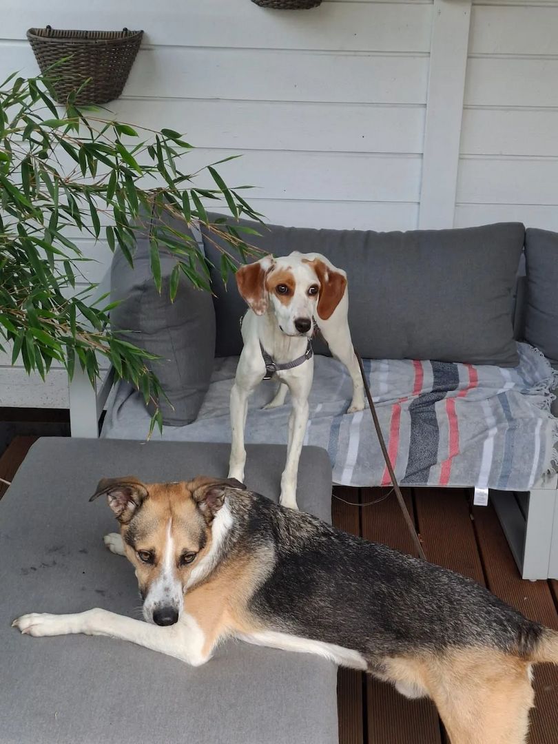 Cloe (Schon auf Pflegestelle in Deutschland :)