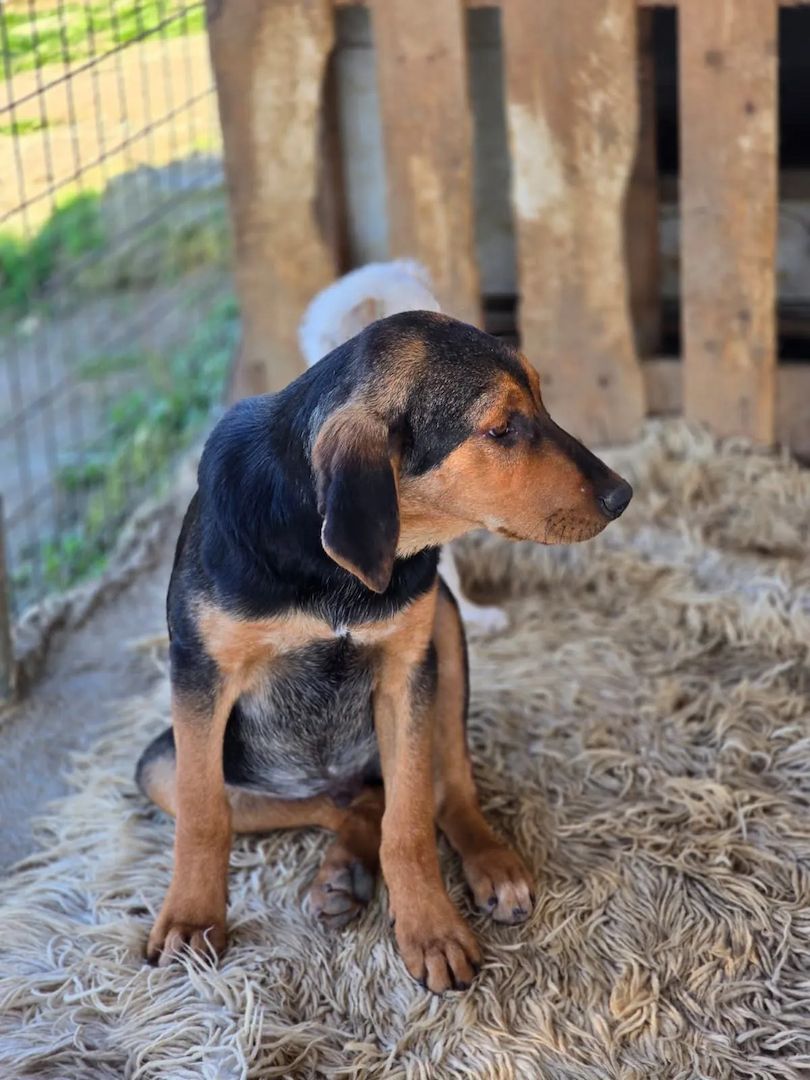 Vito