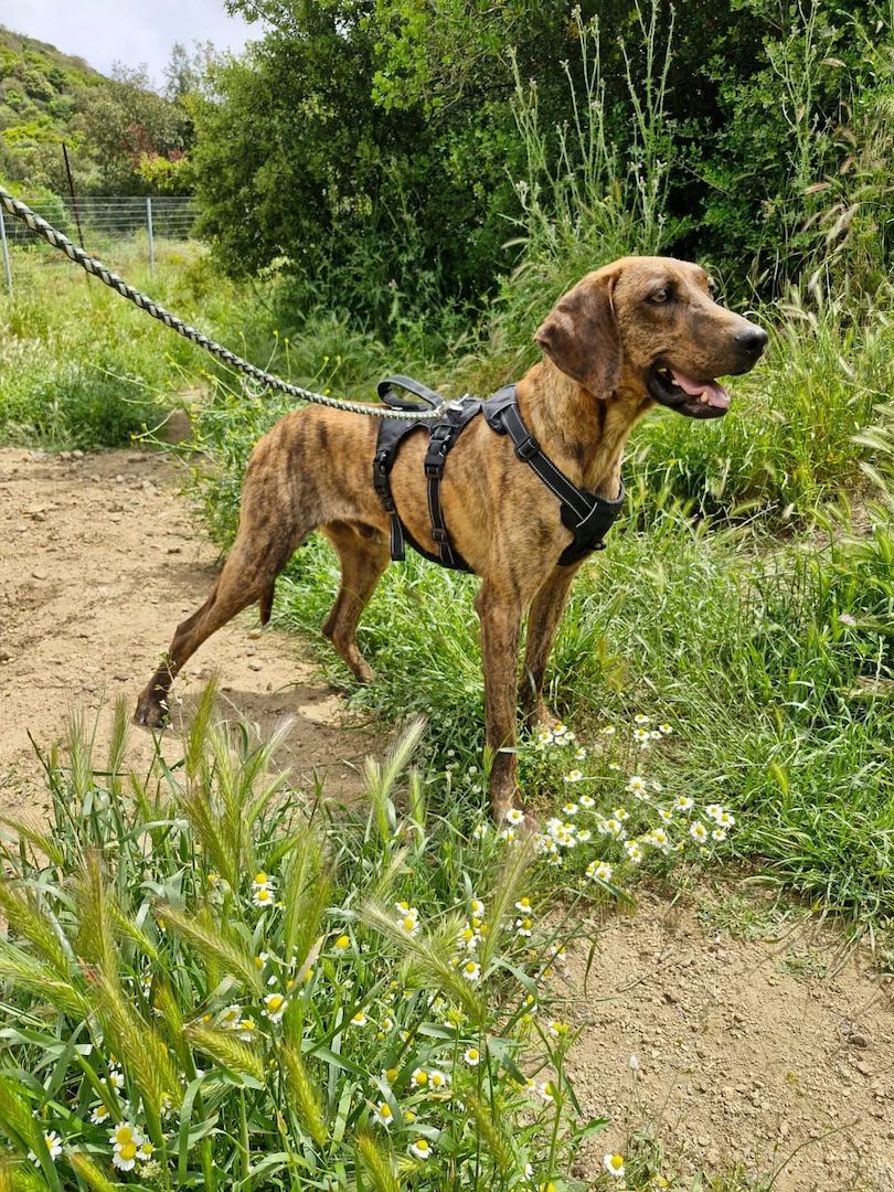 Diego