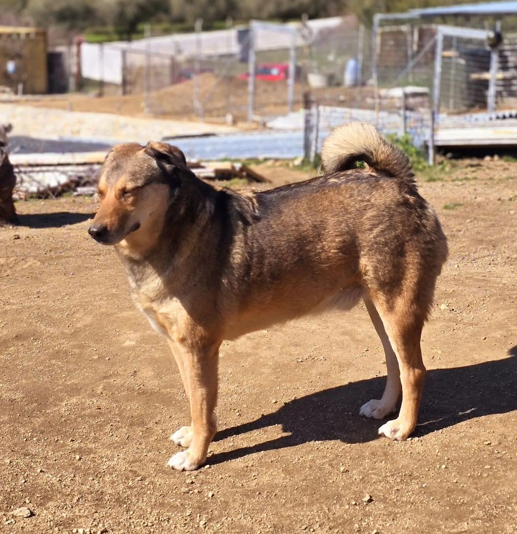 Gino
