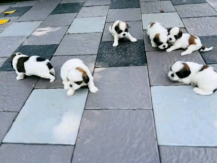 Shih Tzu Welpen/Weibchen