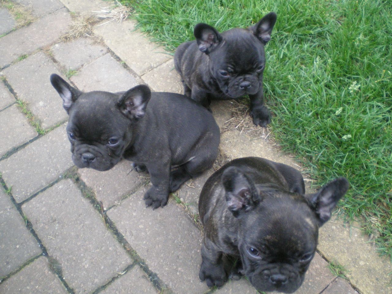 Französische Bulldoggen Welpen Rüden und Hündinnen