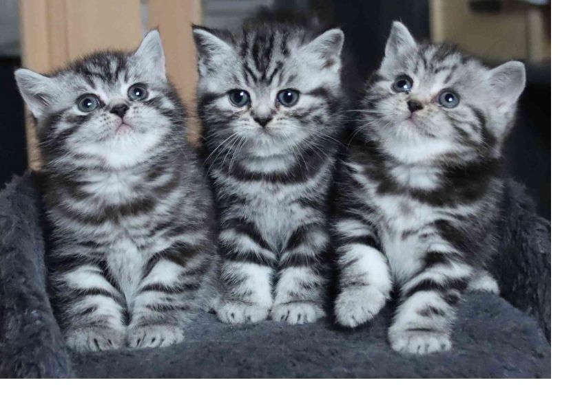 BKH-Kitten mit dem Stammbaum