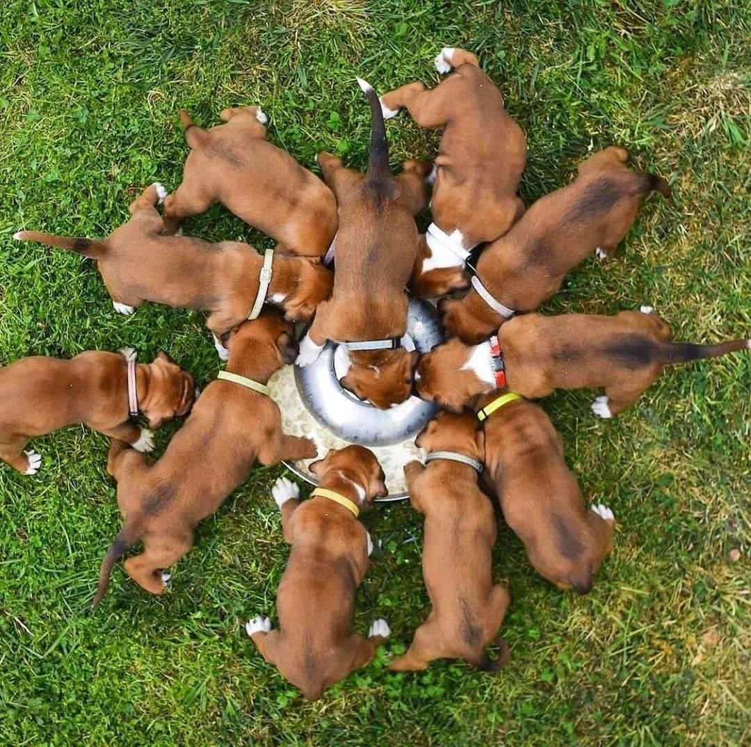 Boxerwelpen zu verkaufen