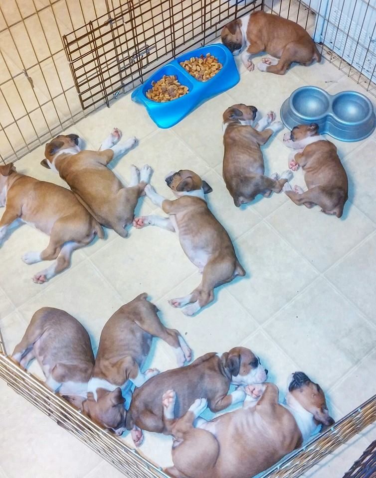 Boxerwelpen zu verkaufen