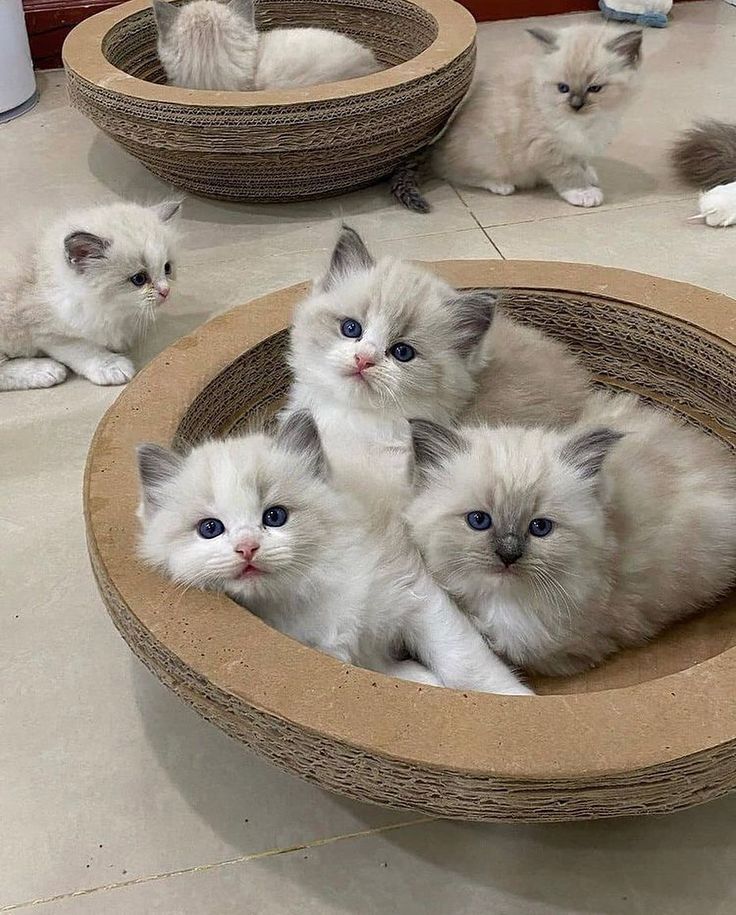 Tierärztlich untersuchte Ragdoll-Kätzchen abzugeben.