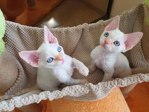 Devon Rex-Kätzchen zu verkaufen.