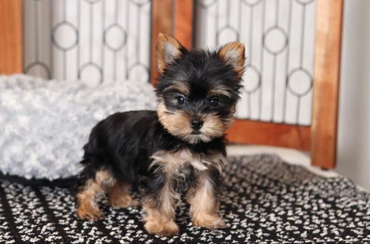 Zwei Yorkie-Welpen zu verkaufen.