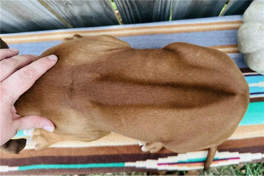 Rhodesian Ridgeback-Welpen zu verkaufen.