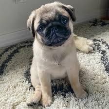 Mops-Welpen zur Vermittlung.