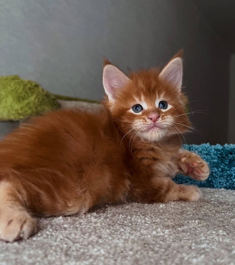 Maine Coon Kätzchen zu verkaufen