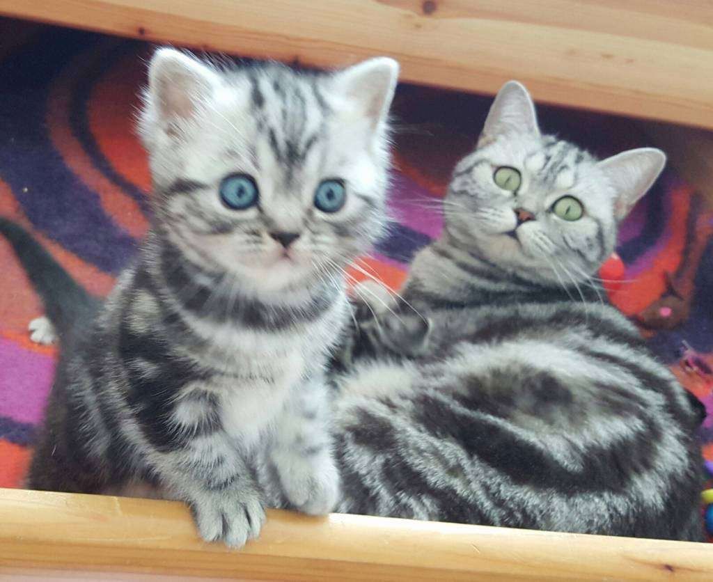 BKH-Kitten mit dem Stammbaum