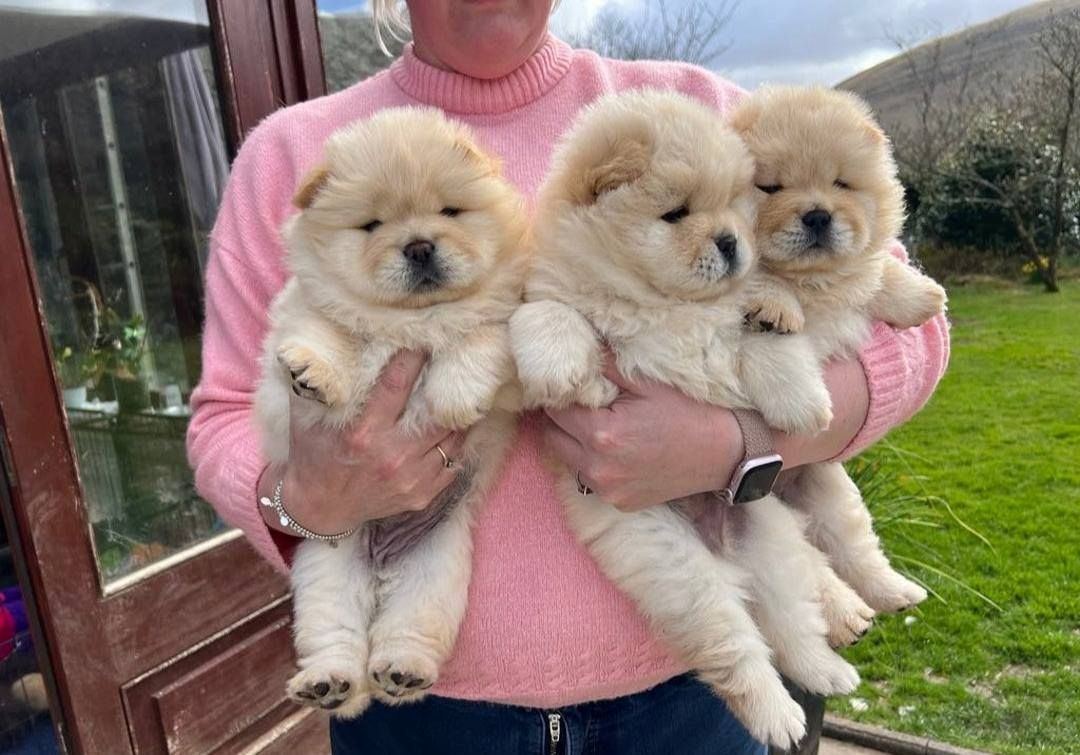 CHOW CHOW--Welpen
