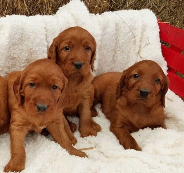 Irische Setter Welpen zu verkaufen