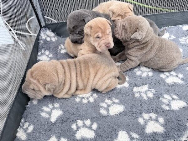 Shar-Pei-Welpen zu verkaufen