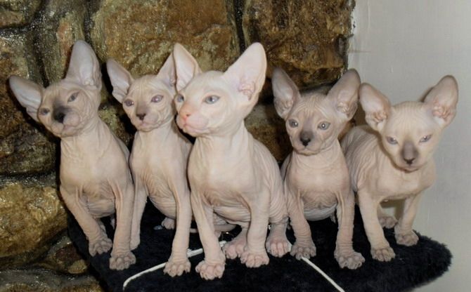 Sphynx Kitten