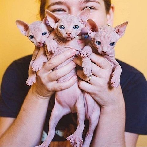 Canadian Sphynx Babys mit blauen Augen abzugeben